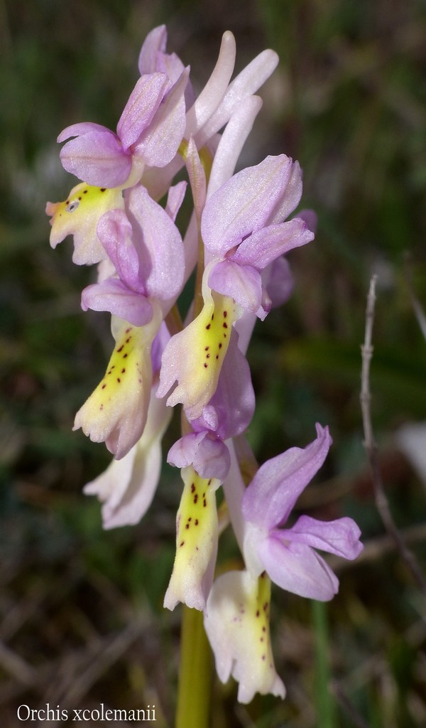 O.pauciflora, O.provincialis, O.quadripunctata, O.xcolemanii, 4 belle Orchis.